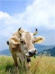 Funny portrait of an italian cow