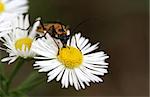 A black and yellow longhorn beetle on a daisy