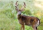 Whitetail deer buck in a field.