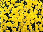 Yellow chrysanthemums, merry, gold flowers, decoration of any holiday