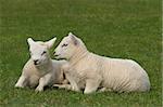 Two white new born lambs sitting together in a field in Spring.