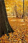 Autumn leaves cover a path through trees