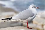 Seagull on the Tirrenian Sea