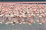 Great number of Flamingos at Nakuru Lake, Kenya.