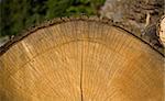 End view of cut tree showing wooden texture