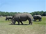 Rhinoceros In The Wild