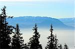 Fir trees over a foggy valley and a mountain ridge