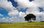 Landscape of a green meadow with a beautiful blue sky and a tree