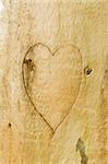 A heart of love carved in a tree bark.