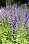 Field of Purple Salvia