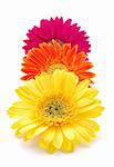 Three colorful gerber daisies in isolated white