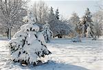 winter snow covered fir tree in city park