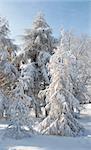 winter snow covered coniferous tree in city park