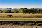 An autumn grassland view at Inner Mongolia with a cow crossing by.