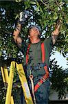 A tree surgeon on a ladder, trimming a tree branch.