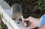 A squirrel taking a peanut from a man's hand.