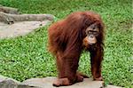 photo of orangutan posing in front of camera