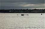A rowing team in a replica whaleboat recalls the whaling days in the Acushnet River harbor in New Bedford, MA, USA