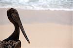 Brown Pelican on the beach with the ocean in the background