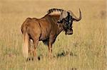 Male black wildebeest (Connochaetes gnou), endemic to South Africa