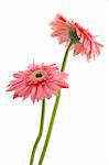 Two pink gerber daisies in isolated white background