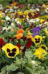 Field of mixed color pansies, focus on the yellow