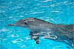 Bottle nose dolphin swimming in the pool