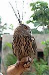 Close up of eagle owl