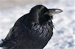 Raven in the snow, posing for the camera