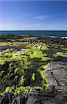 Seaweed on rocky coast. Catletown Isle of Man