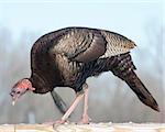 Wild male turkey perched on railing eating bird food.