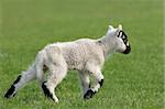 New born white and black speckled lamb running on the grass in spring.