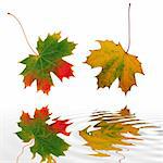 Abstract of two maple leaves with the colors of Autumn reflected over rippled water. Set against a white background.