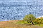 A solitary tree in a peaceful lake of Scotland