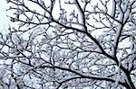 Branch of a winter tree covered with snow