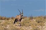 Gemsbok standing on a grassy ridge in the Kalahari