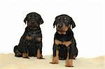 Two sweet puppies posing on white background.