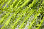 Close shot of a tree fern branch, a plant typical in South East Australian bush.