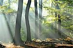 sunbeams pour into the autumn forest creating a mystical ambiance