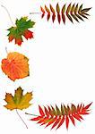 Abstract arrangement of autumn leaves, rowan, grape and maple, forming a border. Set against a white background.