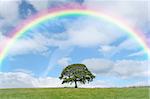 Oak tree in summer standing alone in a field with a small fence to one side. Set against a blue sky with alto cumulus clouds and a rainbow.