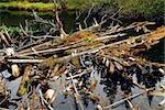 Driftwood in a forest river in Algonquin provincial park, Canada