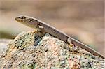a little skink lizard lays flat out a rock to get warm in the sun