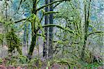 Strange moss covered trees in the Northwest