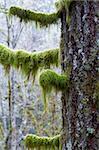 A moss covered tree in the Northwest woods