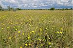 African grassland landscape with yellow wildflowers, Etosha National Park, Namibia