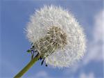 dandelion seedhead against a blue sky
