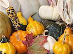 an assortment of fall squash, pumpkins, gourds and leaves