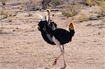 Male ostrich displaying his feathers for a female