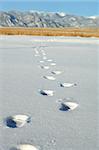 Footsteps lead you to explore the Colorado Rockies.  Snow covered ground with footprints in the snow a field of gold and snow capped mountains.  Blue skies.